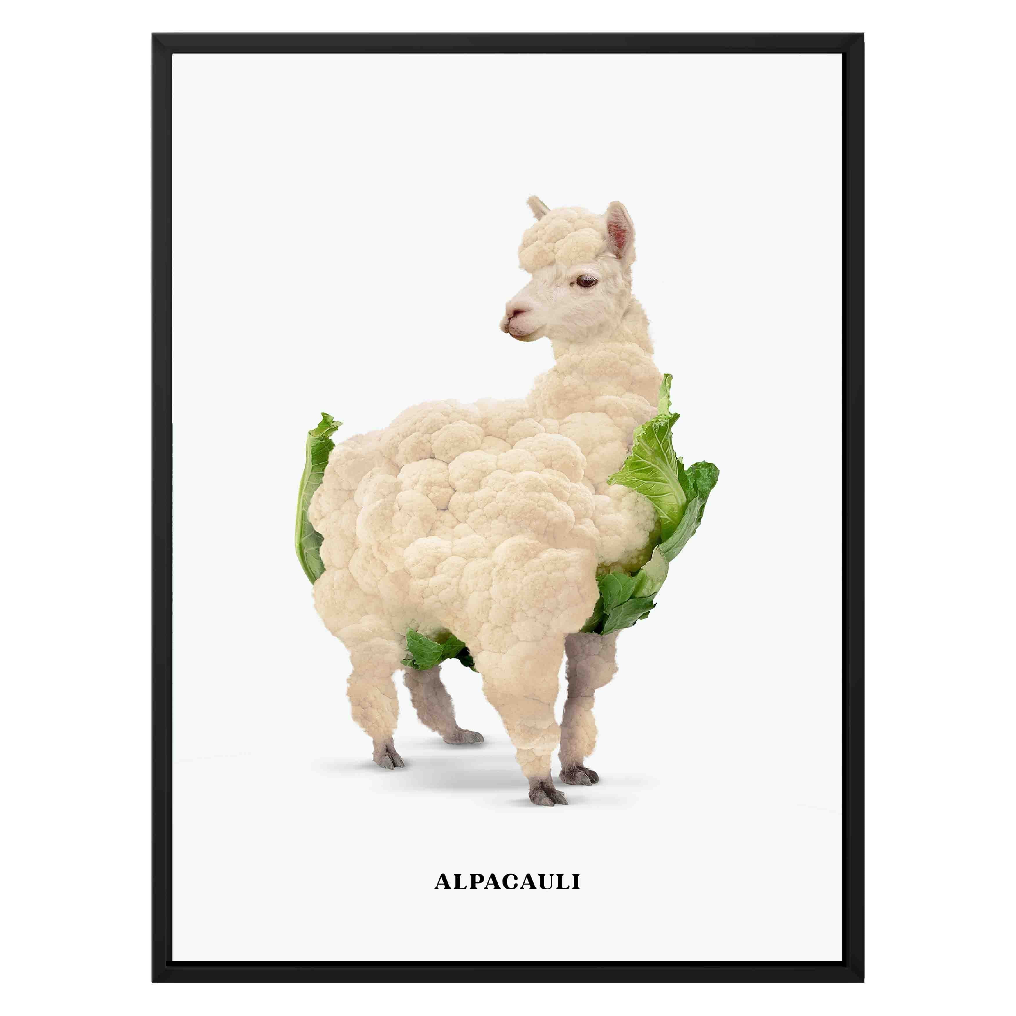 ALPACAULI