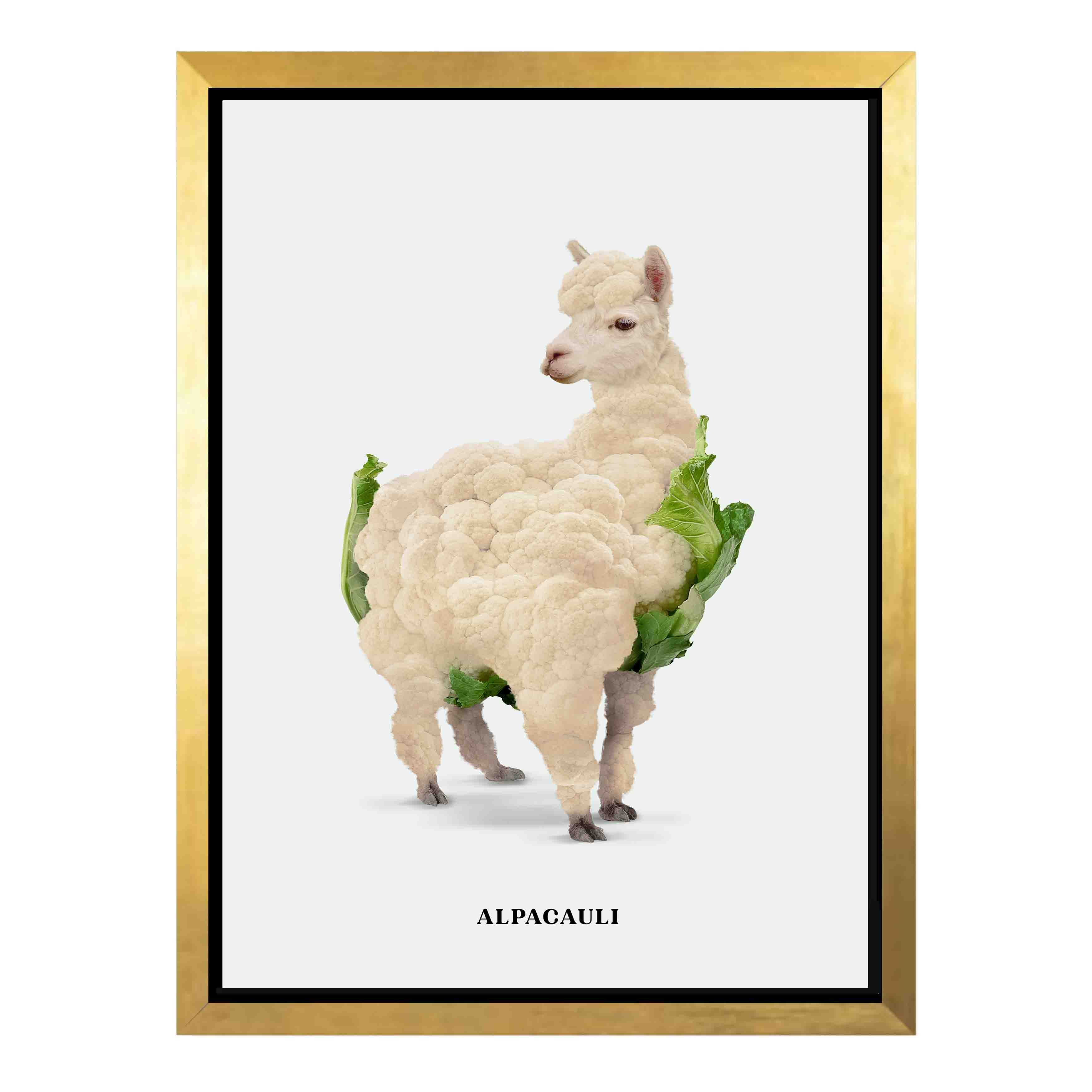 ALPACAULI