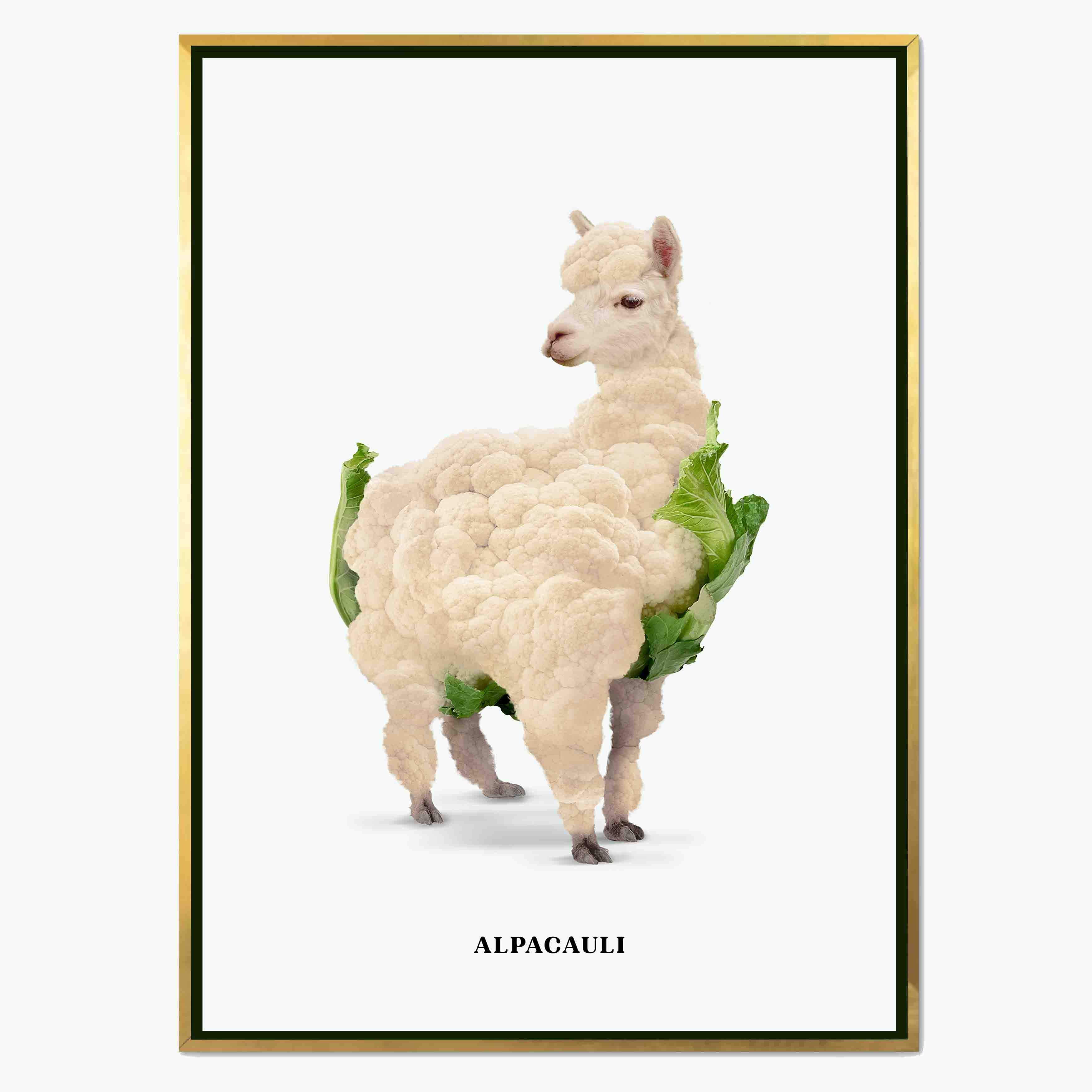 ALPACAULI