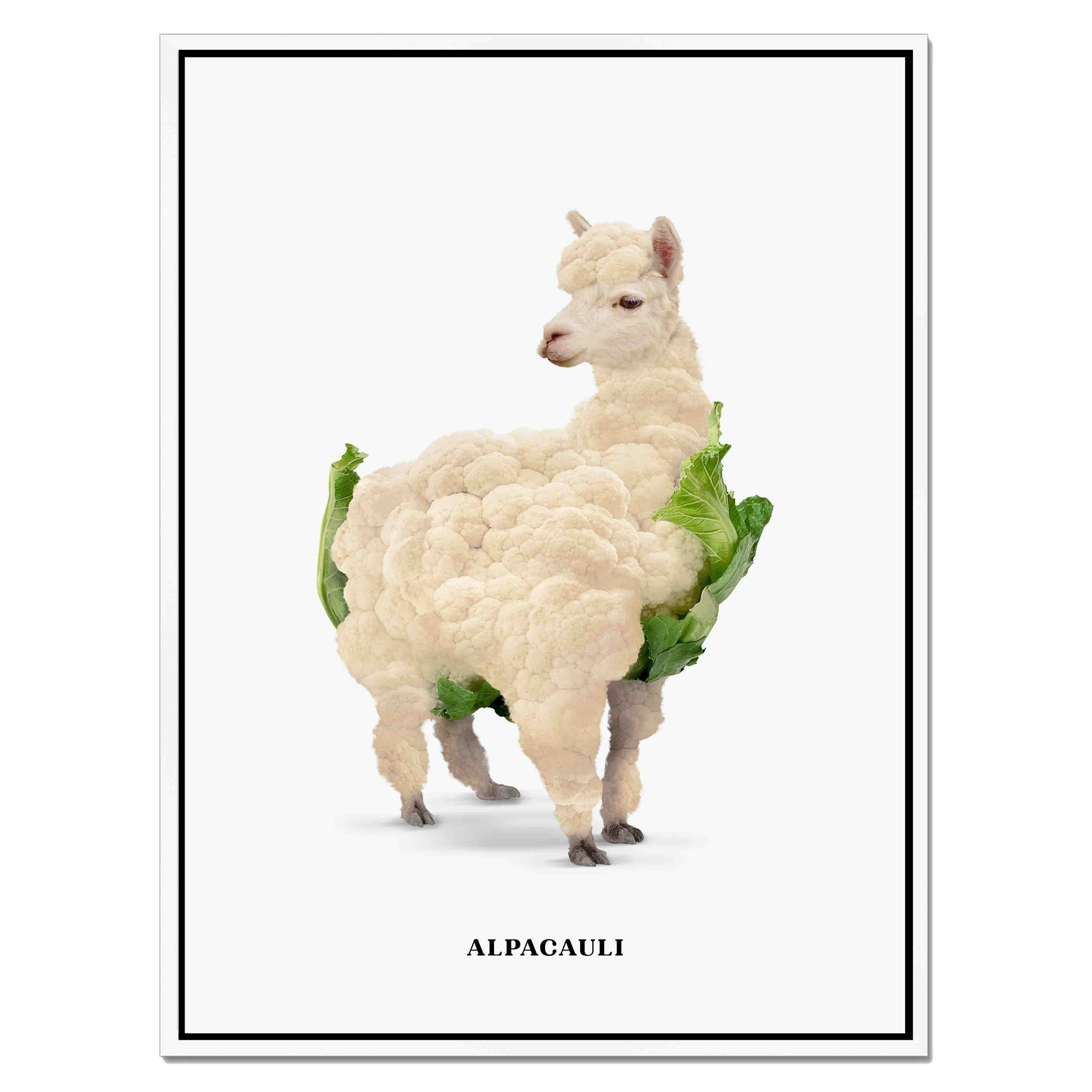 ALPACAULI