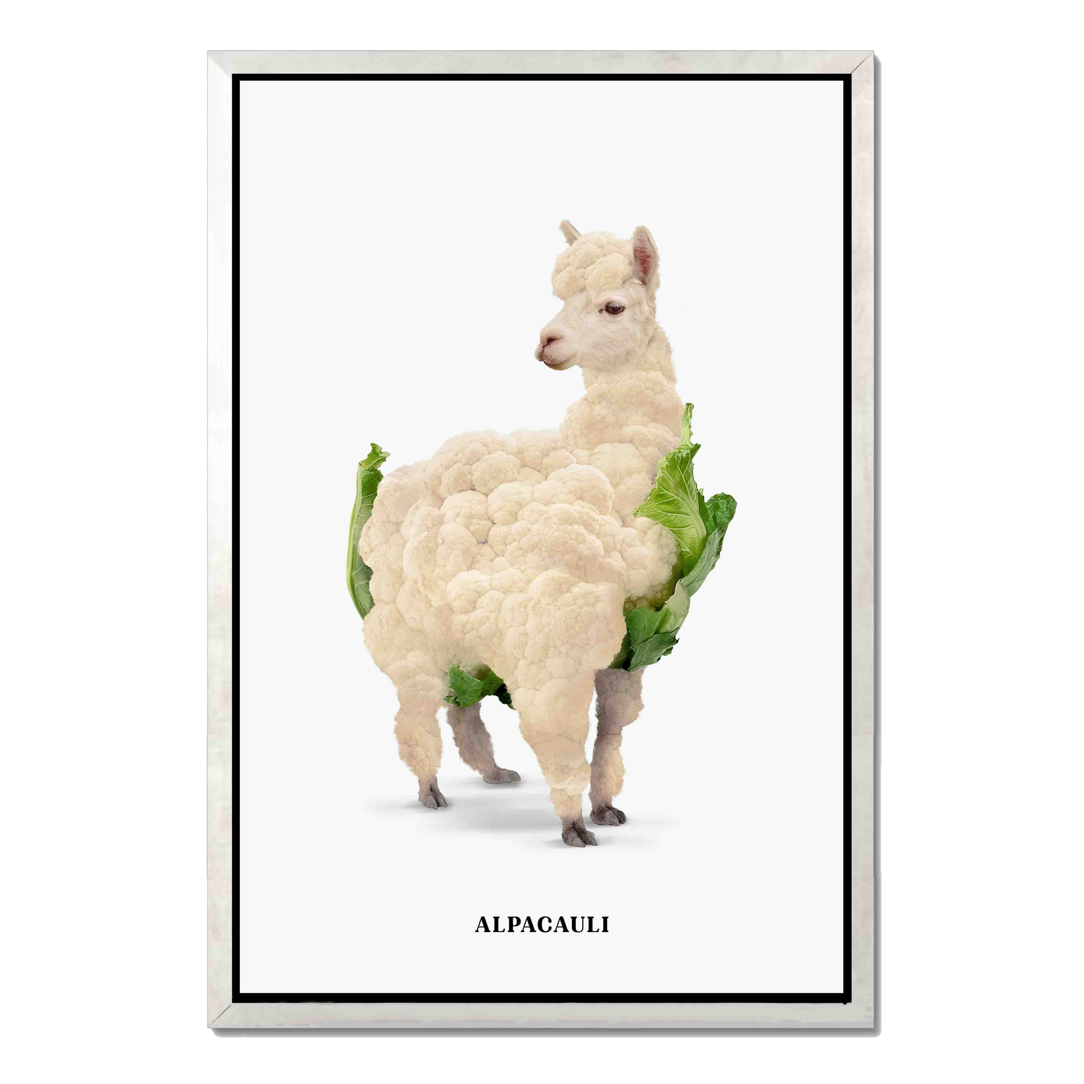 ALPACAULI